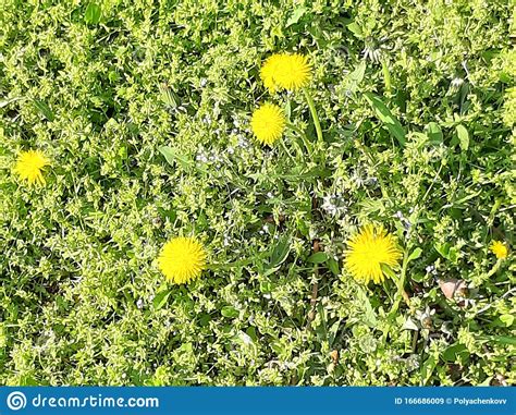 Yellow Dandelions Flowers Spring Greens Fresh Leaves Background