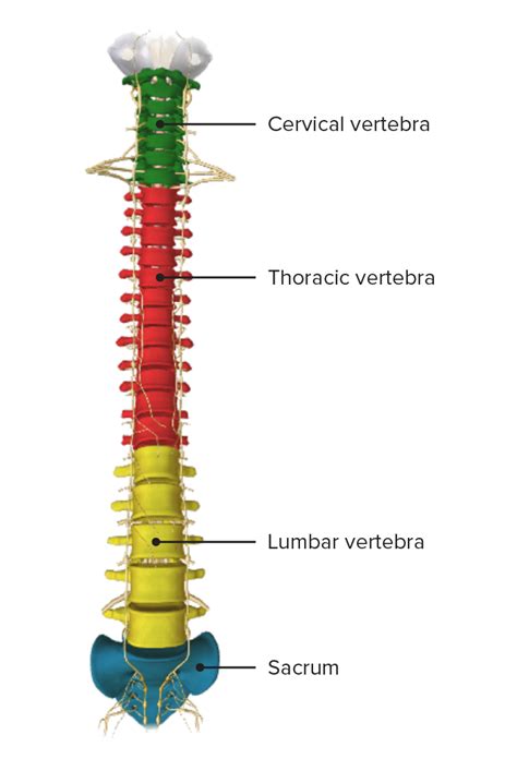 Vertebral Column Anatomy Concise Medical Knowledge