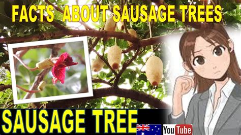 🇦🇺🌭🌳extravagant Dangling Fruit Of A Sausage Tree Facts About Sausage
