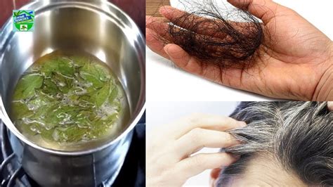 This lightweight hair mist is blended with coconut oil to add luster, shine and softness to strands. How To Make Curry Leaves Hair Oil To Prevent Hair Loss And ...