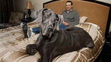 Pets Care Blog Giant George Tallest Dog Ever