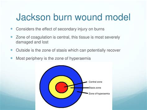 Ppt The Anatomy Of The Skin Depth Of Burns And Jackson Burn Wound
