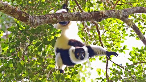 Lemurs Of Madagascar Back From The Brink