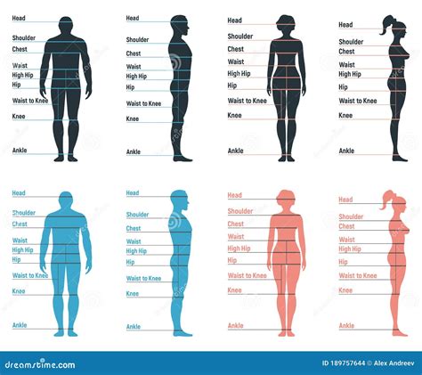 Male And Female Size Chart Anatomy Human Character People Dummy Front
