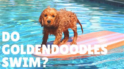We did not find results for: Can Goldendoodles Swim? Do Goldendoodles Like Water? - YouTube