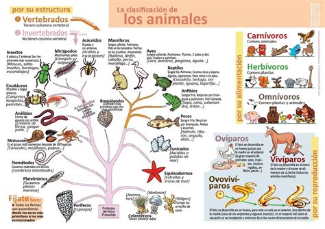 Reino Animal O Animalia Características Y Clasificación De Los Animales