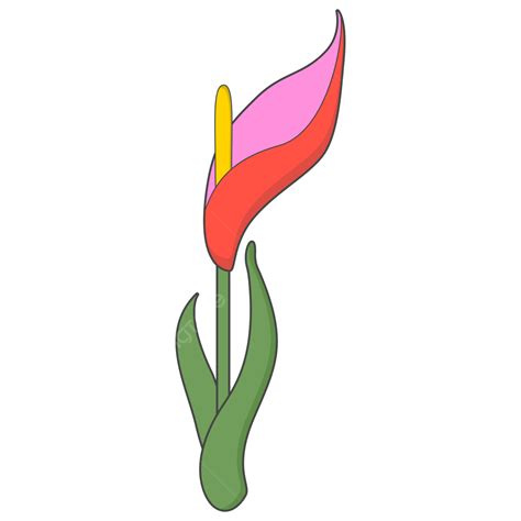 Beauty Calla Lily Flower Calla Lily Flower Calla Lily Flower Png