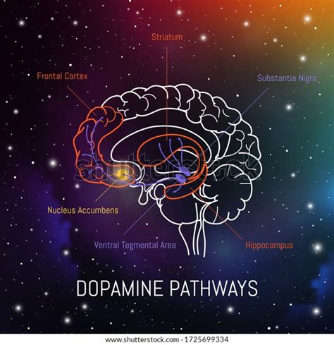 Dopamine Pathways In Human Brain