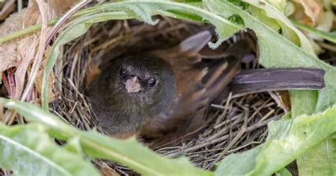 Dark Eyed Junco Nesting Behavior Eggs Location Unianimal