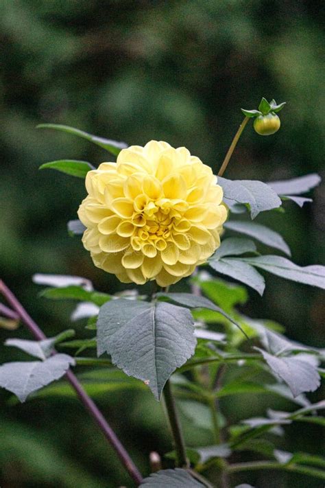 Beautiful Flowers Of Yellow Dahlias In The Summer Garden Stock Image