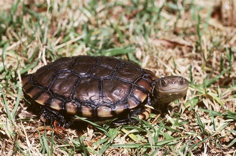 Western Swamp Turtle Stock Image Z7520227 Science Photo Library