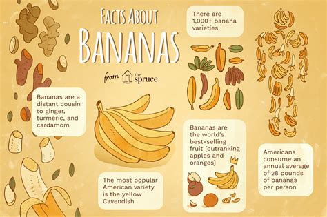 Datos E Información Sobre El Banano