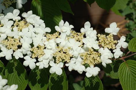 Doublefile Viburnum Shrubs Care And Growing Guide