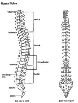 The sugar phosphate backbone is an important stuctural component of dna. Vertebral column - CreationWiki, the encyclopedia of creation science