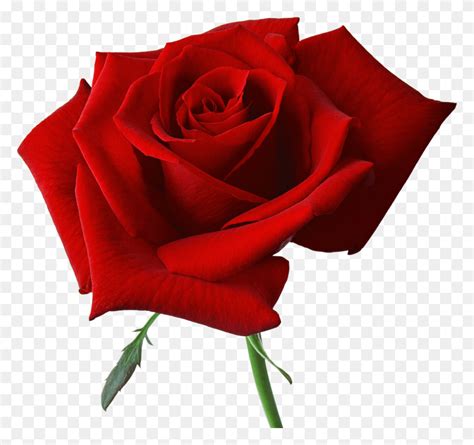 Png Черно Белые Красные Розы На Прозрачном Фоне Роза Цветок Растение