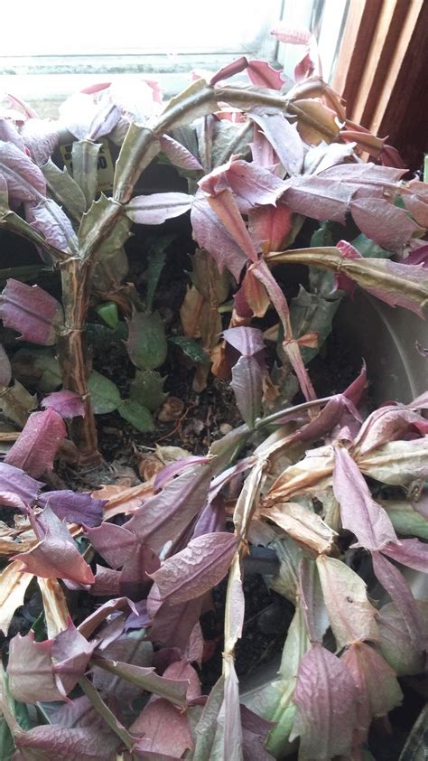 If your bottom orchid leaf has turned yellow, it does not necessarily mean your orchid is sick or dying. Christmas Cactus Leaves Turning Purple - The Home Interior ...