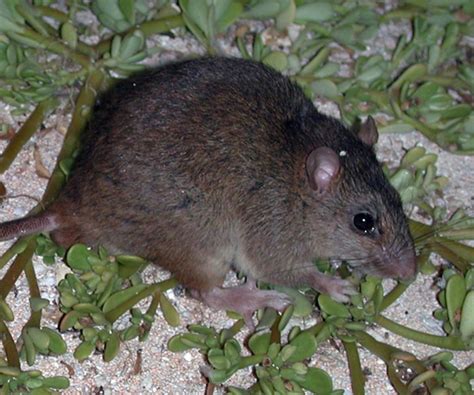 Remembering Australias Little Brown Rat Wilderness Society