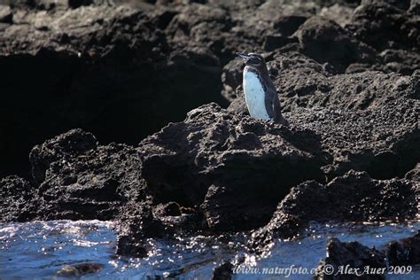 Check spelling or type a new query. Pinguino delle Galapagos Foto, immagini
