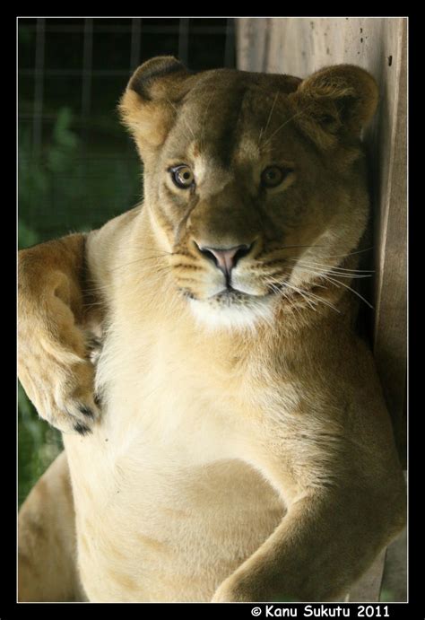 anthro lioness by kanusukutu on deviantart