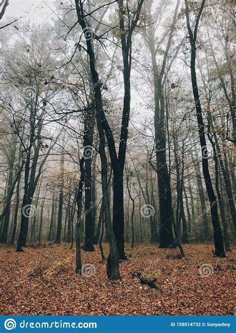 Autumn Foggy Woods With Fall Leaves In Cold Morning Mist In Autumn