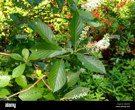 Sweet Pepper Bush Anne Bidwell Summersweet Clethra Alnifolia