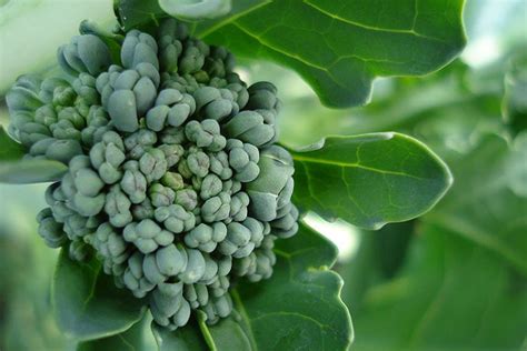 When And How To Harvest Broccoli Gardeners Path
