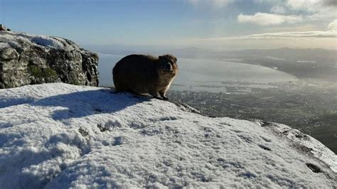 Record snow in south africa! PHOTOS of Snow on Table Mountain as Cableway Opens Early in Cape Town - SAPeople - Your ...