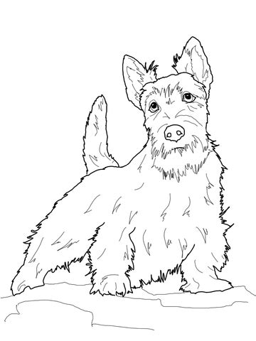 scottish terrier coloring page supercoloringcom