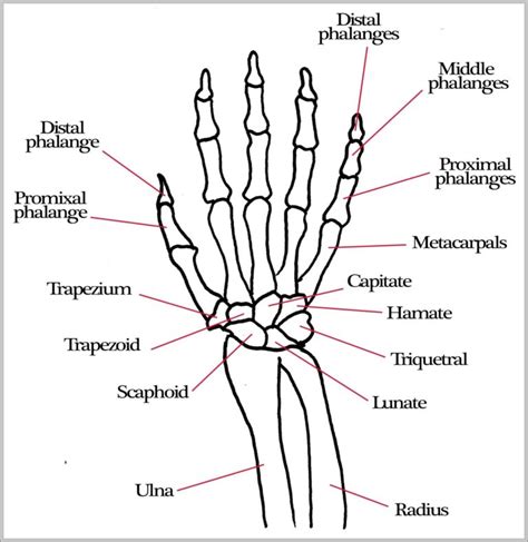 Arm And Hand Bones Image Anatomy System Human Body Anatomy Diagram