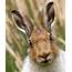 Radio Nicebirding Best Hare Photos Ever