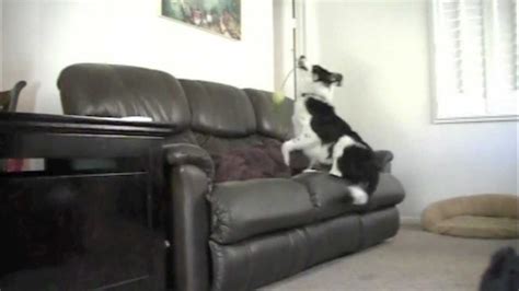 Funny Puppies Jumping Off Couch L2sanpiero