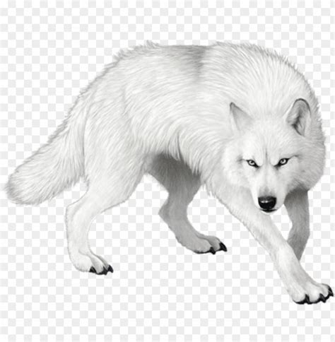 Find the perfect wolf picture from over 2,000 of the best wolf images. wolf png clipart - loup blanc dans la neige PNG image with ...