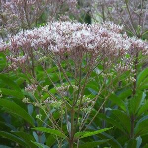 Hollow Joe Pye Weed Eutrochium Fistulosum Etsy