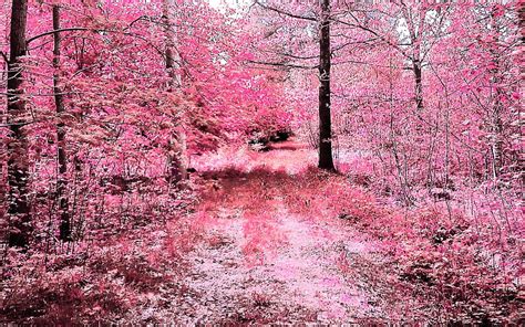 1366x768px 720p Free Download Pink Forests Forests Leaves Pink
