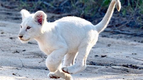 White Lion Cubs Playing