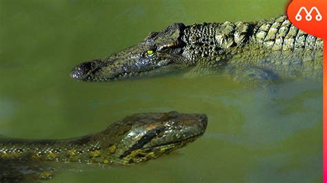 Sucuri Vs JacarÉ Quem Vence Essa Batalha Anaconda Vs Alligator