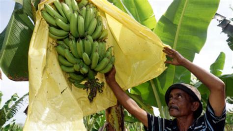 Banana Farmers Generate Rm12000 A Month