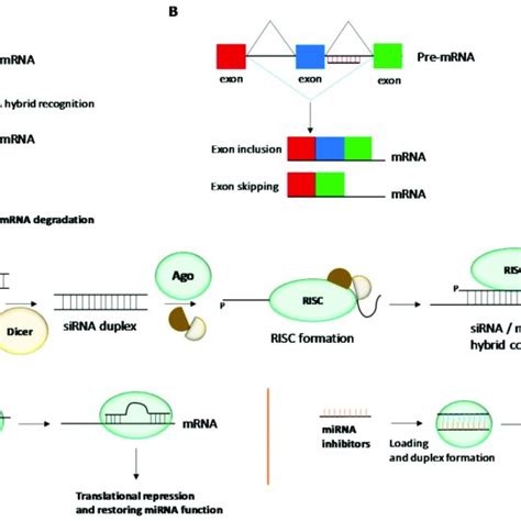Gene Regulation Mechanisms Mediated By Antisense Oligonucleotides
