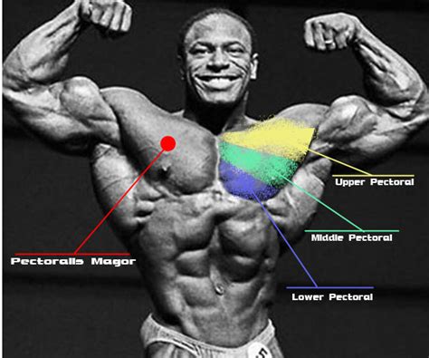 But did you know that chest muscle tightness it's often the consequence of a stiff tight chest muscles: Chest Workouts! Complete workout routines - secondary ...