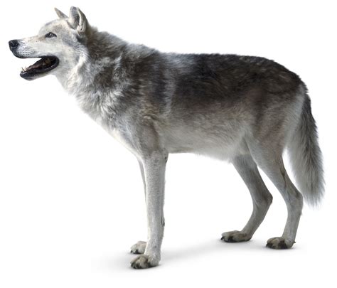 Wolf Facts For Kids Grey Wolf Facts Dk Find Out