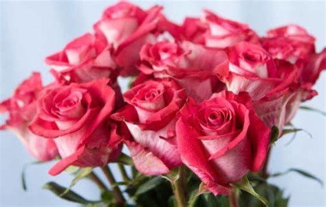 23 Foto Buket Bunga Mawar Merah Galeri Bunga Hd