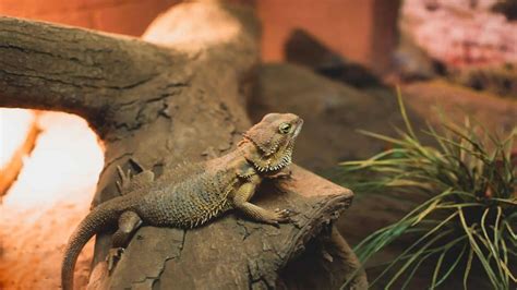 Best Reptile Pet For Kids And Small Children Reptile Roommate