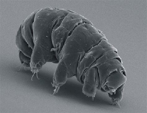 What Is A Water Bear All About The Amazing Tardigrade Hubpages