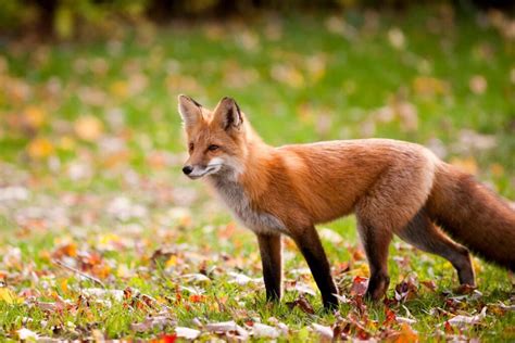 201 Good And Popular Fox Names Animal Names