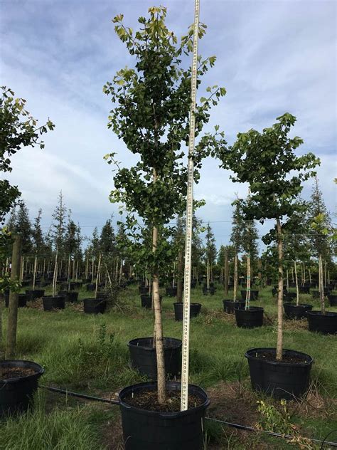24 or more inches per year. Lamb Nursery | plantANT.com