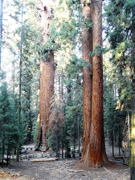 Giant Sequoia Bonsai Sequoiadendron Giganteum Redwood Tree 5 Etsy