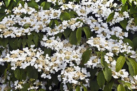Maybe you would like to learn more about one of these? White Flowering Shrub. Stock Photo - Image: 40863615