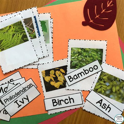 Falling Leaves Leaf Identification Flashcards And Matching Activity Cards