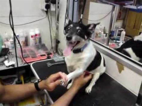 Nail trimming is an activity that is often feared by both dogs and owners. Aggressive JRT JACK Nail Trimming - AFTER Part 2 - YouTube