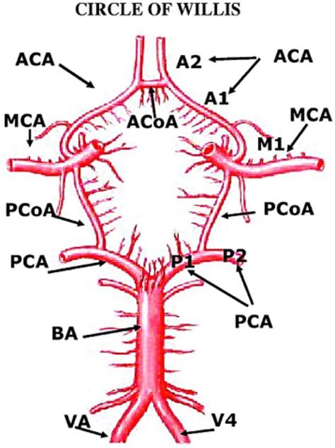 See more ideas about arteries, cleanse recipes, smoothie cleanse. Comparison of blood velocity between Transcranial Doppler and numerical method in the patient ...